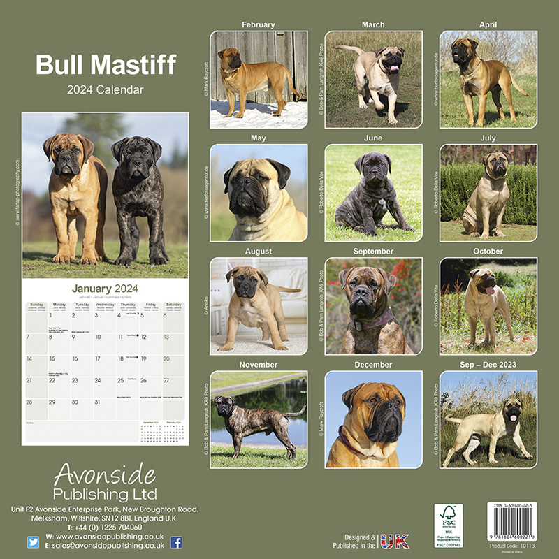 Bull Mastiff Calendar 2024 (Square) Dogs Naturally